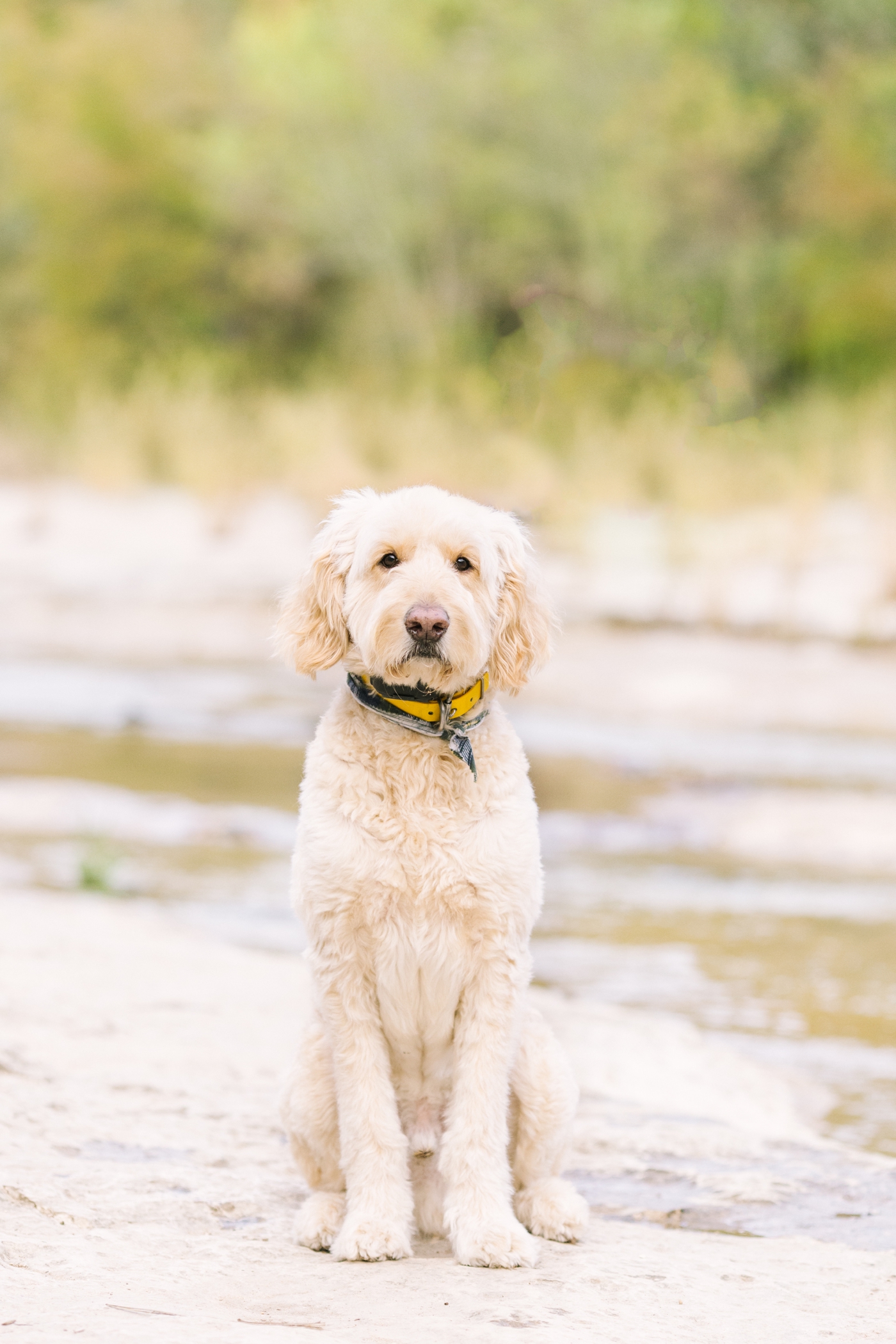 Family dog by creek in Austin, TX. Photo by Sana Ahmed Photography.