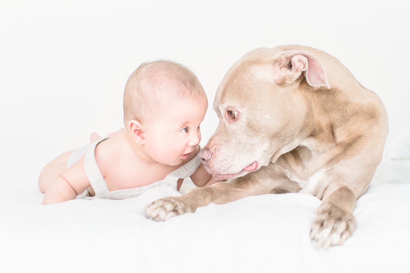 Baby and dog looking at each other in studio session. Photo by Austin family photographer, Sana Ahmed Photography.