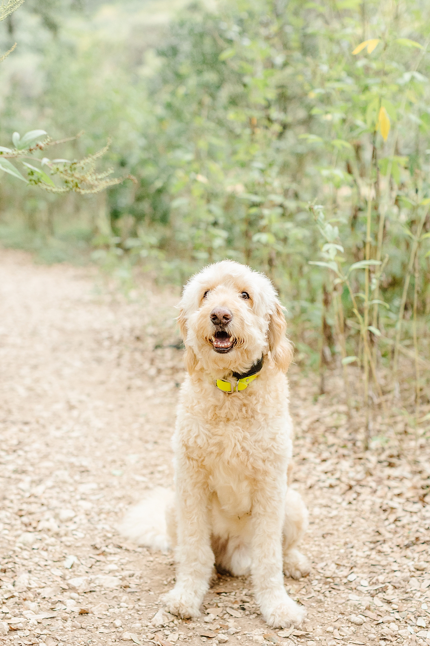 Family golden doodle sitting on a path | Outdoor Family Sessions with Sana Ahmed Photography